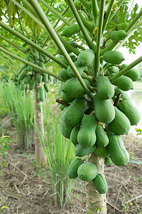 含果实的新鲜木瓜树图片