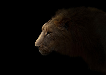 黑暗中的勇雄狮子聚光灯下图片