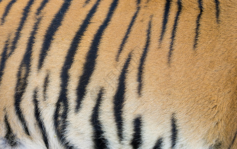 真正的bengal老虎皮肤的背景纹理图片