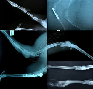 动物骨骼X光照片图片