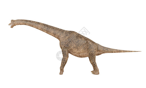 白背景的恐龙3D背景图片
