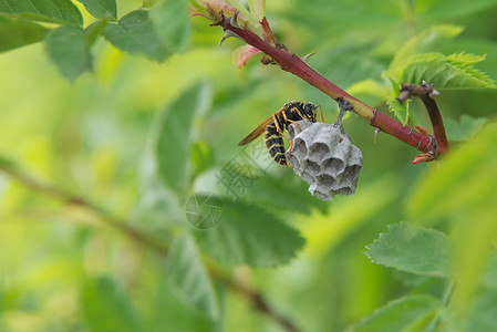 黄蜂女王条纹黄蜂在野生树枝上建巢绿色背景背景