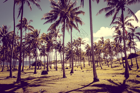 阿纳克棕榈海滩和马伊斯雕像所在地ahuno东岛chile图片