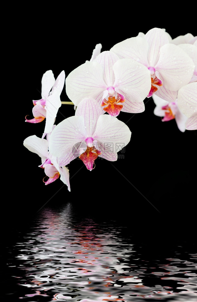 白花和粉红兰的条状白和粉红兰枝上沾满露水滴在面反射以黑色背景隔绝图片