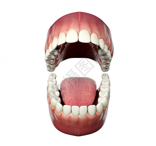 白背景的人类牙张开3D背景图片