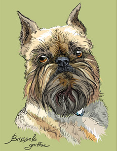 布鲁塞尔卡通可爱的狗肖像图设计图片