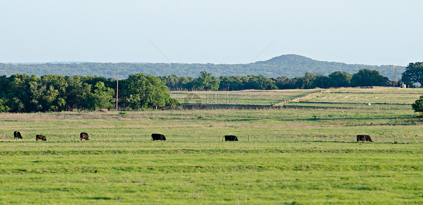 柳叶城的路边风景和牛群图片