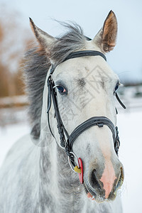 冬季特写时一匹灰色纯种马的肖像背景图片