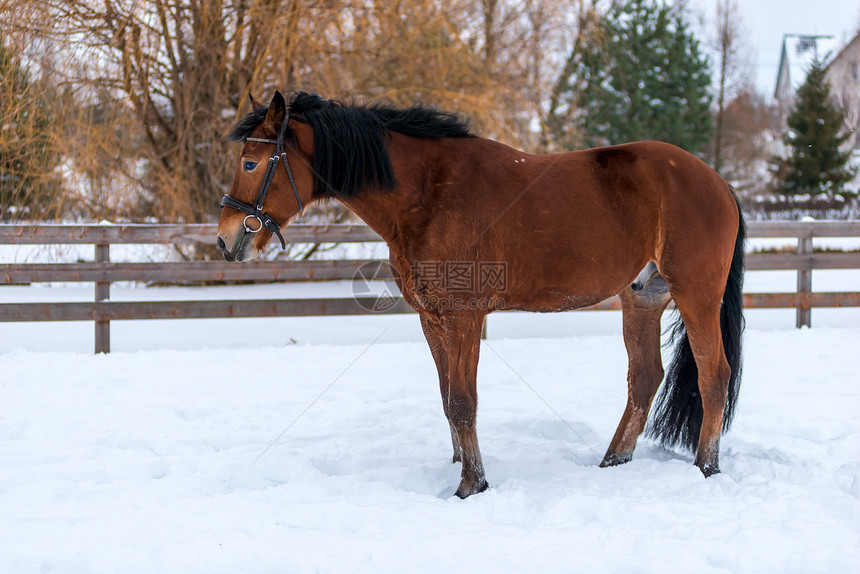 在靠近围栏的牧场上雪的年轻小马图片