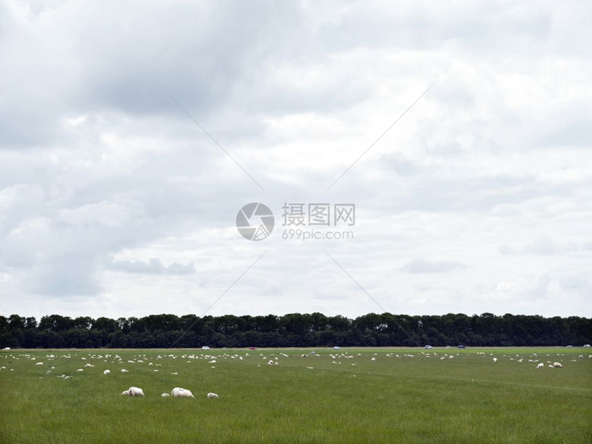 以绿草地放牧的绵羊靠近埃梅洛尔德在古代海变成陆地的dutchnordstper图片