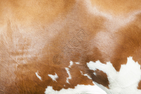 奶牛的背面有抽象红色和白模式背景图片