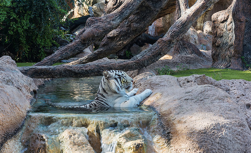 老虎躲在水中不见白昼的炎热图片