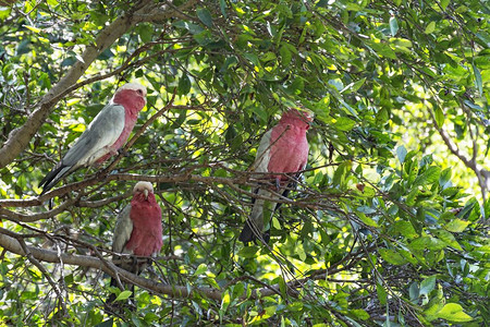 三只鹦鹉白色红坐在树枝中间背景图片