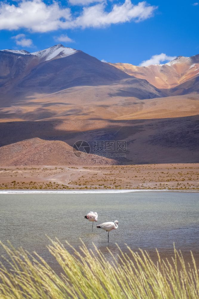 玻利维亚爱德华多阿瓦罗亚南利佩斯珍藏区拉古纳高原的粉红色火烈鸟玻利维亚南利佩斯保护区拉古纳高原的粉红色火烈鸟图片
