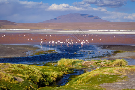 拉古纳本田在南利佩斯高原珍藏爱德华多阿瓦罗亚玻利维亚玻利维亚南利佩斯高原保护区的lagunacolorada背景图片