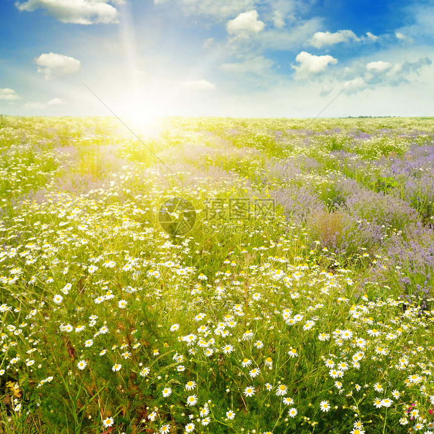 蓝天空上有花朵和太阳的字段聚焦于前景图片
