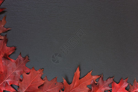 红橡树色秋叶的光天框架其背景是黑石带有复制空间背景图片