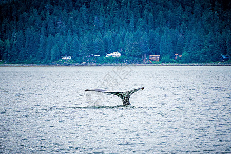 在阿拉斯卡的泥滩上猎座头鲸高清图片