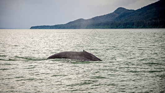 在最喜爱的阿拉斯卡频道观看鲸鱼高清图片