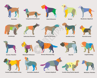 努沙杜瓦多彩马赛克组成的狗剪影插画