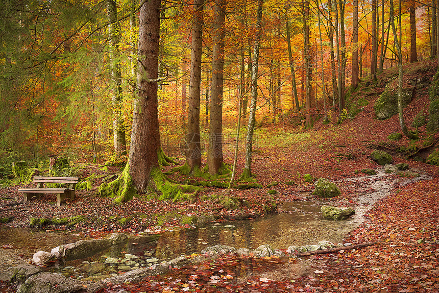 美丽的秋天风景河岸上有木板凳周围环绕着秋叶和多彩的树图片