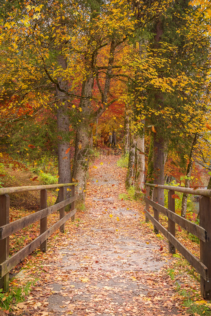 树林周围无尽的巷子周围是栅栏和树木秋叶落下时图片