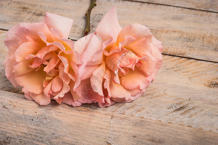 粉红玫瑰花的爱情概念图片