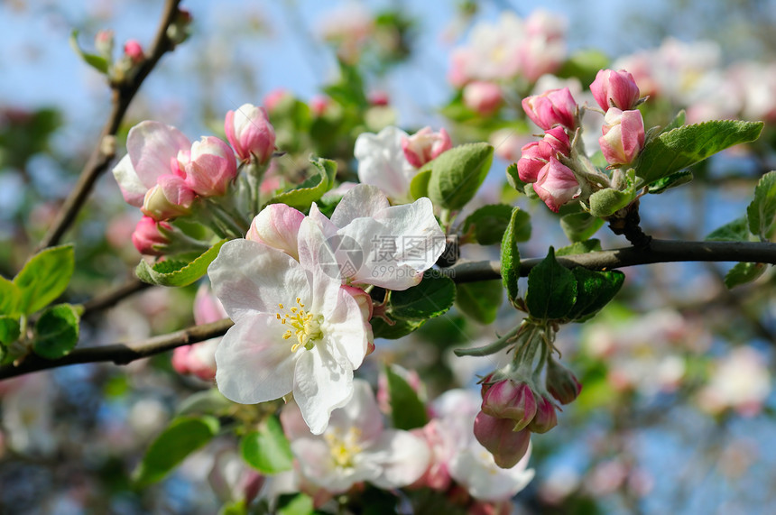 苹果树的花朵浅田地专注于前方的花朵图片