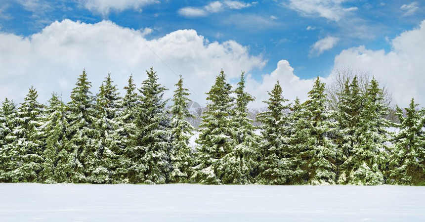 美丽的冬季风景一片覆盖着雪和的田地图片