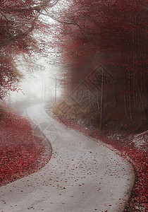 秋天的森林红叶穿过一条乡间公路被浓雾笼罩在德国大惊小怪图片