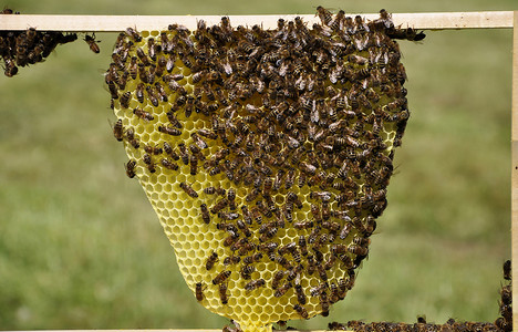 带蜜蜂的自然梳子图片