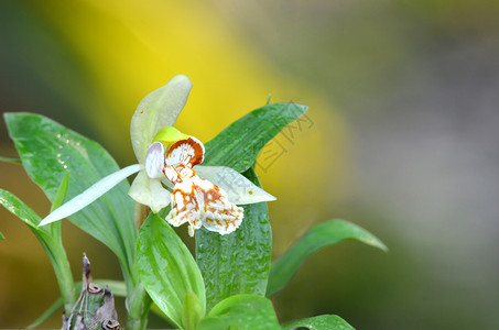 在泰国的野兰花图片素材