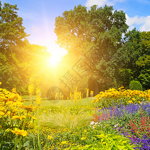 夏季公园有美丽的花床和阳光白天高清图片素材