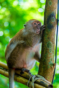 猴子垂直的肖像树旁动物面对高清图片素材