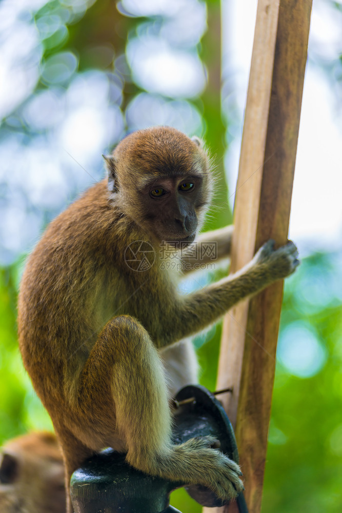 一只猴子坐在栅栏上的肖像图片