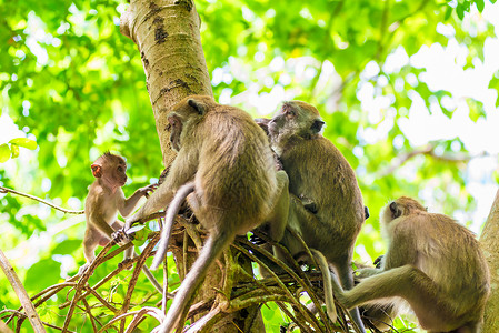 一群猴子在树上叫着喊咀嚼高清图片素材