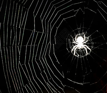 深夜白色蜘蛛网上的和夜晚白色蜘蛛网十字轴高清图片素材