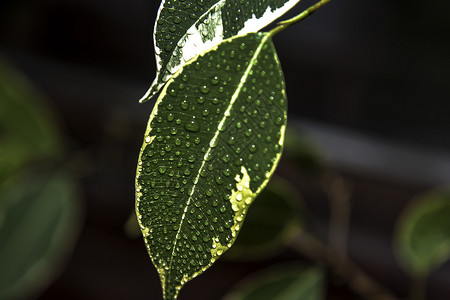 植物种子绿叶上的水滴图片