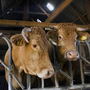 在乌勒支附近无地带有机农场的谷仓内养牛高清图片
