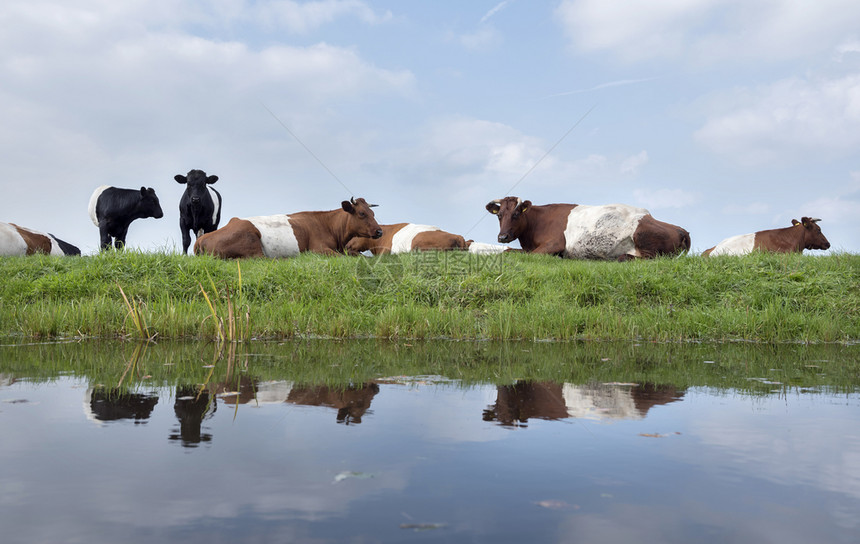 蓝天空下靠近乌特勒支的河内湿地运水中反映绿草地的湖形牛和小群图片