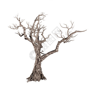 白背景上隔绝的死树3D翻接背景图片