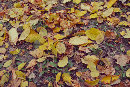 地上的黄色落叶图片