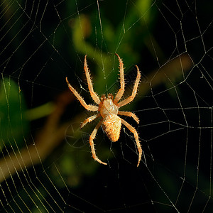 夜间危险蜘蛛网背景蜘蛛纲高清图片素材