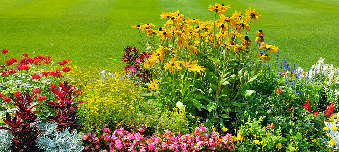 夏花床和绿草坪背景图片