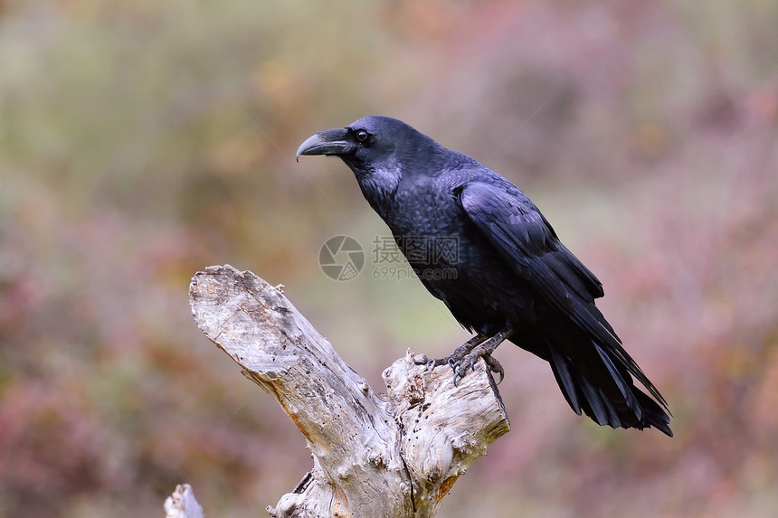 黑乌鸦寻找食物图片