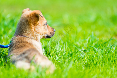 小狗在草坪上躺多汁的绿草地上图片