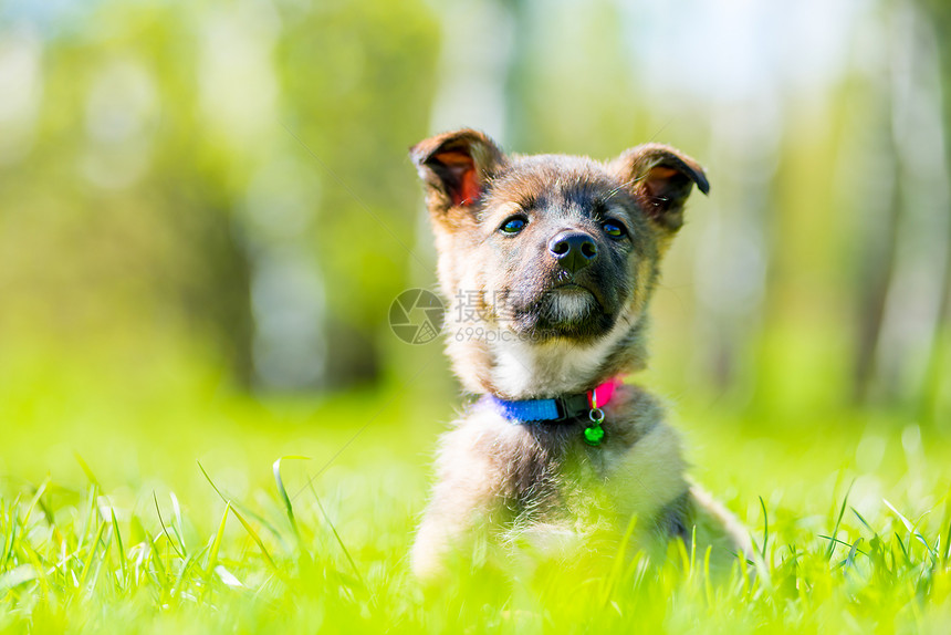骄傲的小狗假扮坐在草坪上的绿地图片