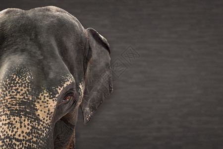 亚象大面对孤立的背景图片