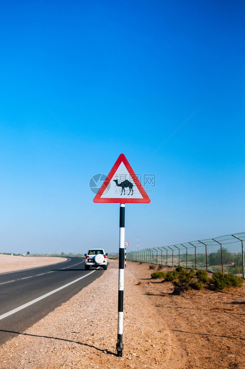 在abudhi沙漠中穿过骆驼街牌图片