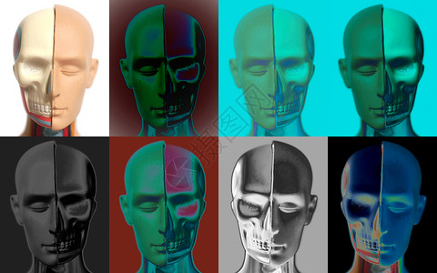 人体头部解剖模型拼贴图背景图片